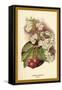 Cherry Blossom Fruit-W.h.j. Boot-Framed Stretched Canvas