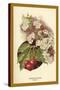Cherry Blossom Fruit-W.h.j. Boot-Stretched Canvas