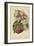 Cherry-Blossom. Fruit-William Henry James Boot-Framed Giclee Print