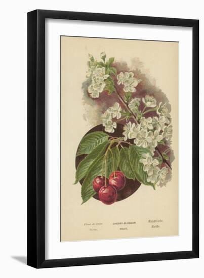 Cherry-Blossom. Fruit-William Henry James Boot-Framed Giclee Print