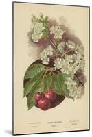 Cherry-Blossom. Fruit-William Henry James Boot-Mounted Giclee Print