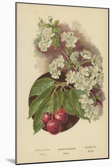 Cherry-Blossom. Fruit-William Henry James Boot-Mounted Giclee Print