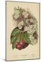 Cherry-Blossom. Fruit-William Henry James Boot-Mounted Giclee Print