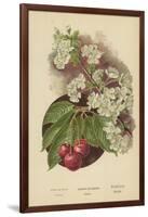 Cherry-Blossom. Fruit-William Henry James Boot-Framed Giclee Print