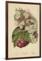 Cherry-Blossom. Fruit-William Henry James Boot-Framed Giclee Print