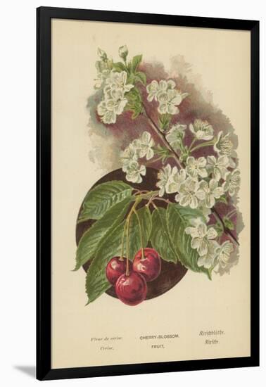 Cherry-Blossom. Fruit-William Henry James Boot-Framed Giclee Print