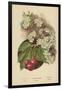 Cherry-Blossom. Fruit-William Henry James Boot-Framed Giclee Print