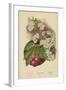 Cherry-Blossom. Fruit-William Henry James Boot-Framed Giclee Print