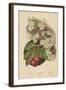 Cherry-Blossom. Fruit-William Henry James Boot-Framed Giclee Print