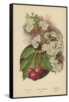 Cherry-Blossom. Fruit-William Henry James Boot-Framed Stretched Canvas