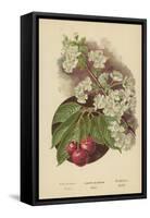 Cherry-Blossom. Fruit-William Henry James Boot-Framed Stretched Canvas