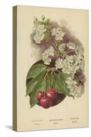 Cherry-Blossom. Fruit-William Henry James Boot-Stretched Canvas