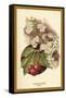 Cherry Blossom Fruit-W.h.j. Boot-Framed Stretched Canvas