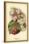 Cherry Blossom Fruit-W.h.j. Boot-Stretched Canvas