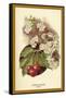 Cherry Blossom Fruit-W.h.j. Boot-Framed Stretched Canvas