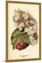 Cherry Blossom Fruit-W.h.j. Boot-Mounted Art Print