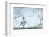 Cherry Blossom Haze-null-Framed Photographic Print