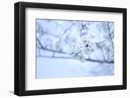Cherry Blossom Heaven 10-null-Framed Photographic Print