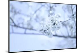 Cherry Blossom Heaven 10-null-Mounted Photographic Print