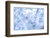 Cherry Blossom Heaven 11-null-Framed Photographic Print