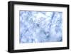 Cherry Blossom Heaven 11-null-Framed Photographic Print