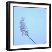 Cherry Blossom Heaven 12-null-Framed Photographic Print