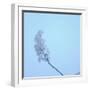 Cherry Blossom Heaven 12-null-Framed Photographic Print