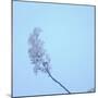 Cherry Blossom Heaven 12-null-Mounted Photographic Print