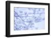 Cherry Blossom Heaven 2-null-Framed Photographic Print