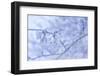 Cherry Blossom Heaven 3-null-Framed Photographic Print