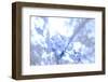 Cherry Blossom Heaven 5-null-Framed Photographic Print