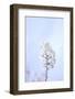 Cherry Blossom Heaven 6-null-Framed Photographic Print