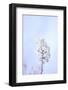 Cherry Blossom Heaven 6-null-Framed Photographic Print