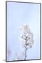 Cherry Blossom Heaven 6-null-Mounted Photographic Print