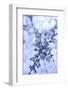 Cherry Blossom Heaven 7-null-Framed Photographic Print