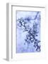 Cherry Blossom Heaven 8-null-Framed Photographic Print