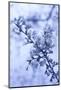 Cherry Blossom Heaven 8-null-Mounted Photographic Print