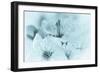 Cherry Blossom I-Kathy Mahan-Framed Photographic Print