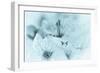 Cherry Blossom I-Kathy Mahan-Framed Photographic Print