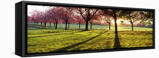 Cherry Blossom in a Park at Dawn, Stray, Harrogate, North Yorkshire, England-null-Framed Stretched Canvas