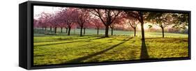 Cherry Blossom in a Park at Dawn, Stray, Harrogate, North Yorkshire, England-null-Framed Stretched Canvas