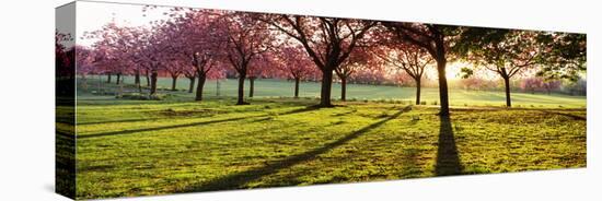 Cherry Blossom in a Park at Dawn, Stray, Harrogate, North Yorkshire, England-null-Stretched Canvas