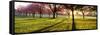 Cherry Blossom in a Park at Dawn, Stray, Harrogate, North Yorkshire, England-null-Framed Stretched Canvas