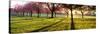 Cherry Blossom in a Park at Dawn, Stray, Harrogate, North Yorkshire, England-null-Stretched Canvas