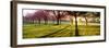 Cherry Blossom in a Park at Dawn, Stray, Harrogate, North Yorkshire, England-null-Framed Photographic Print