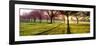 Cherry Blossom in a Park at Dawn, Stray, Harrogate, North Yorkshire, England-null-Framed Photographic Print