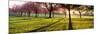 Cherry Blossom in a Park at Dawn, Stray, Harrogate, North Yorkshire, England-null-Mounted Photographic Print