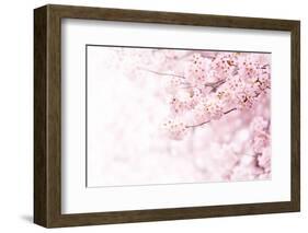 Cherry Blossom in Full Bloom. Cherry Flowers in Small Clusters on a Cherry Tree Branch, Fading in T-null-Framed Photographic Print