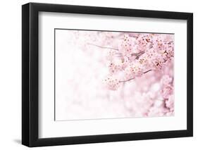 Cherry Blossom in Full Bloom. Cherry Flowers in Small Clusters on a Cherry Tree Branch, Fading in T-null-Framed Photographic Print