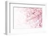 Cherry Blossom in Full Bloom. Cherry Flowers in Small Clusters on a Cherry Tree Branch, Fading in T-null-Framed Photographic Print